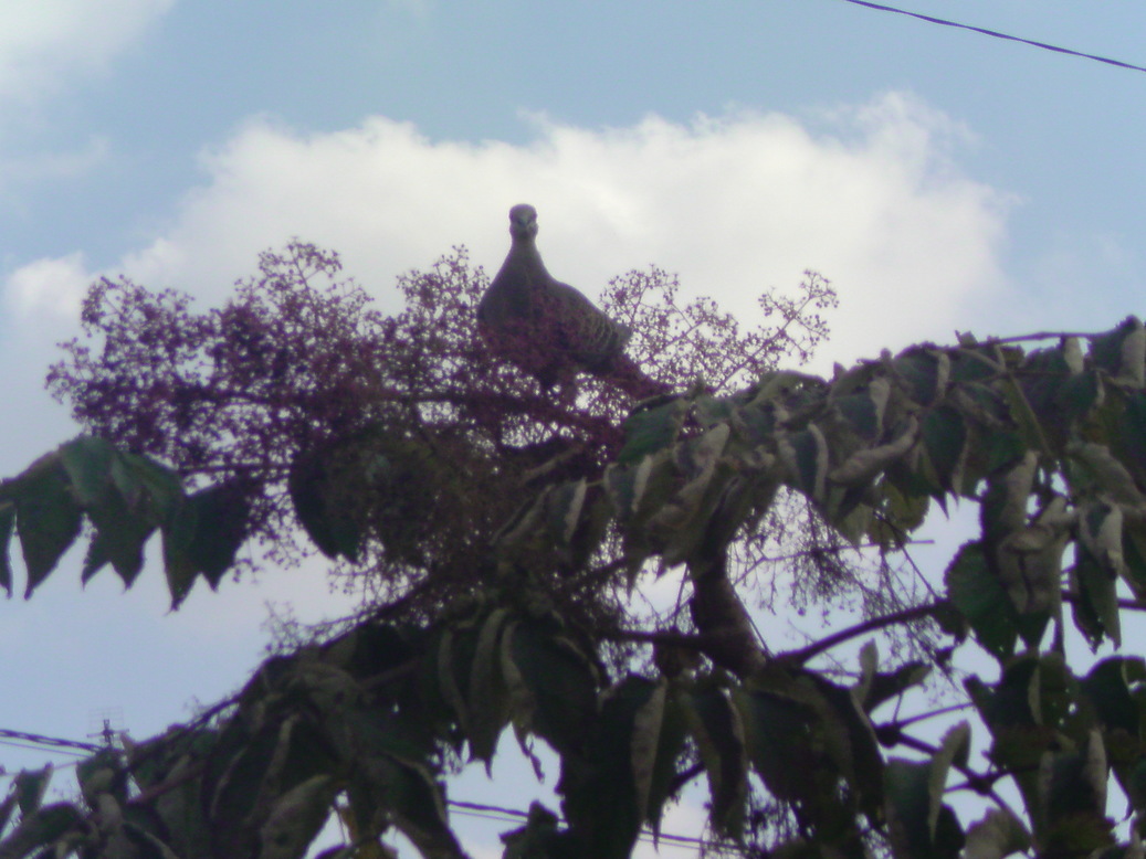 ���V���F�̐��E