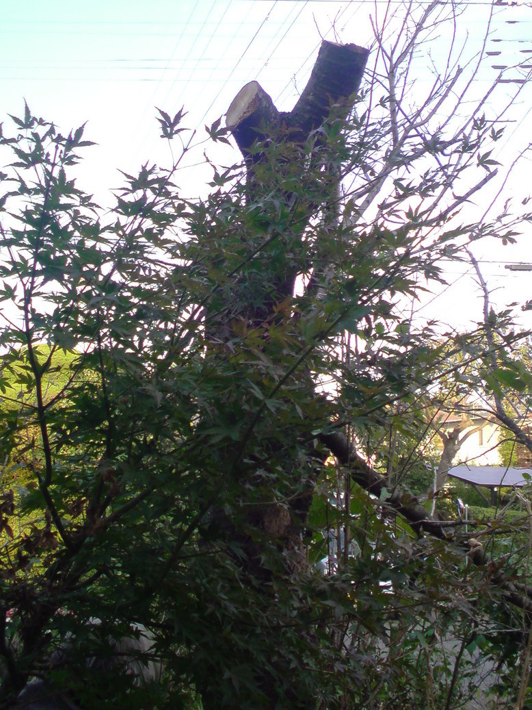 ���V���F�̐��E