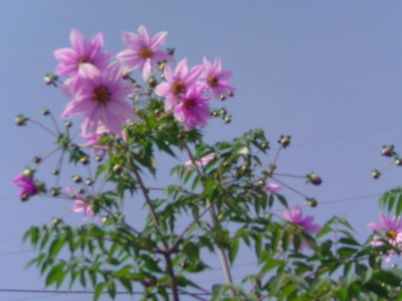 ���V���F�̐��E