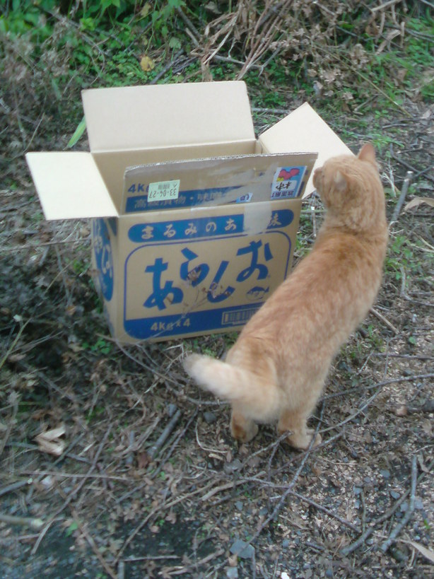 ���V���F�̐��E