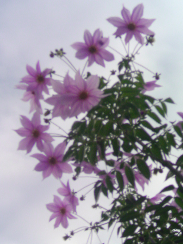 ���V���F�̐��E