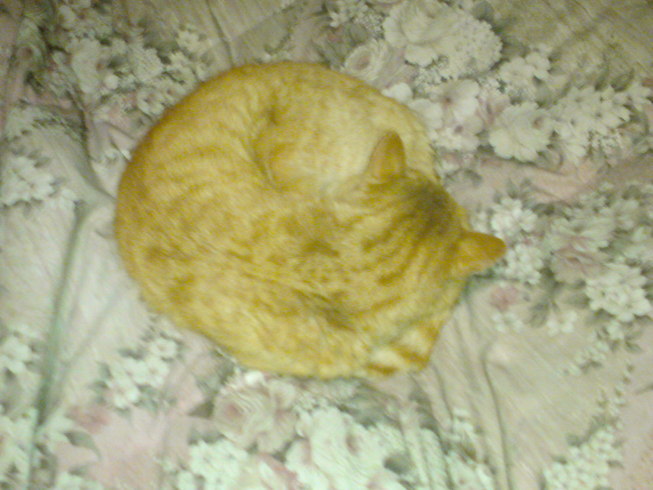 ���V���F�̐��E