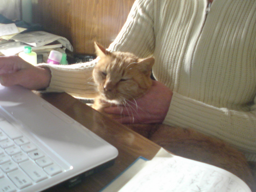 ���V���F�̐��E