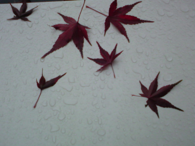 ���V���F�̐��E