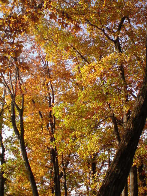 ���V���F�̐��E