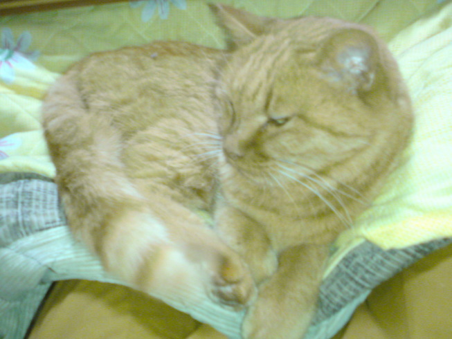 ���V���F�̐��E