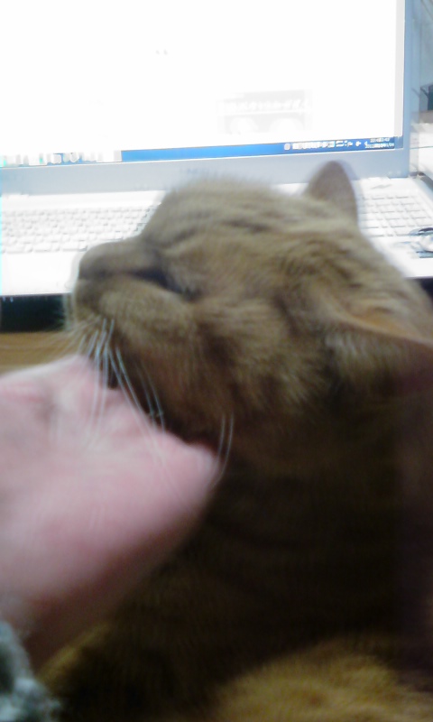 ���V���F�̐��E