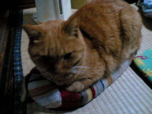 ���V���F�̐��E