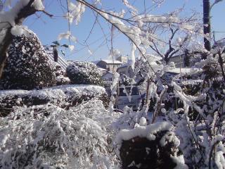 ���V���F�̐��E