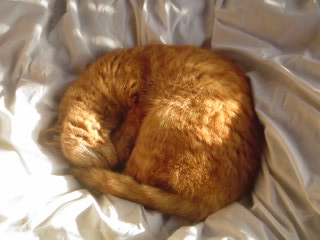 ���V���F�̐��E