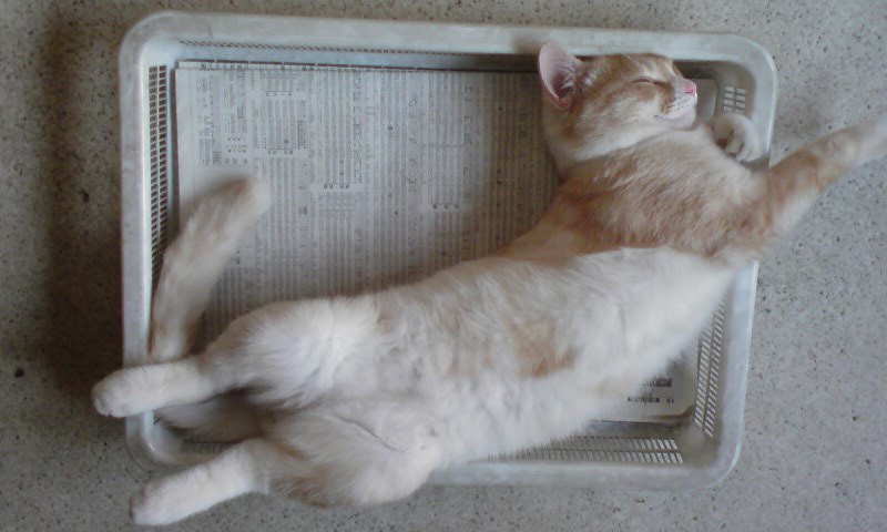 ���V���F�̐��E