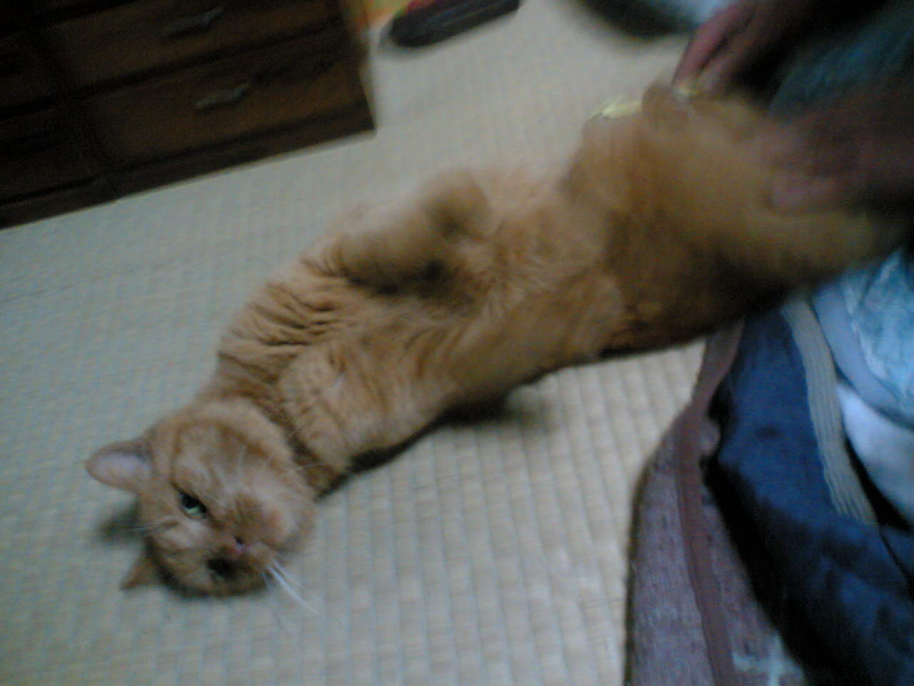 ���V���F�̐��E