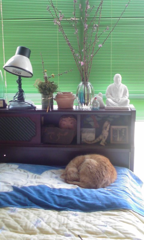 ���V���F�̐��E