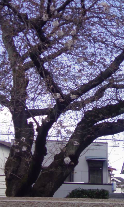 ���V���F�̐��E