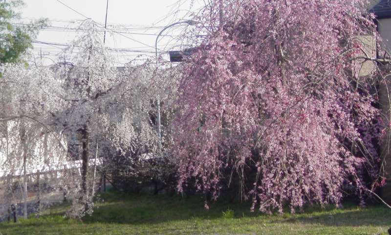 ���V���F�̐��E