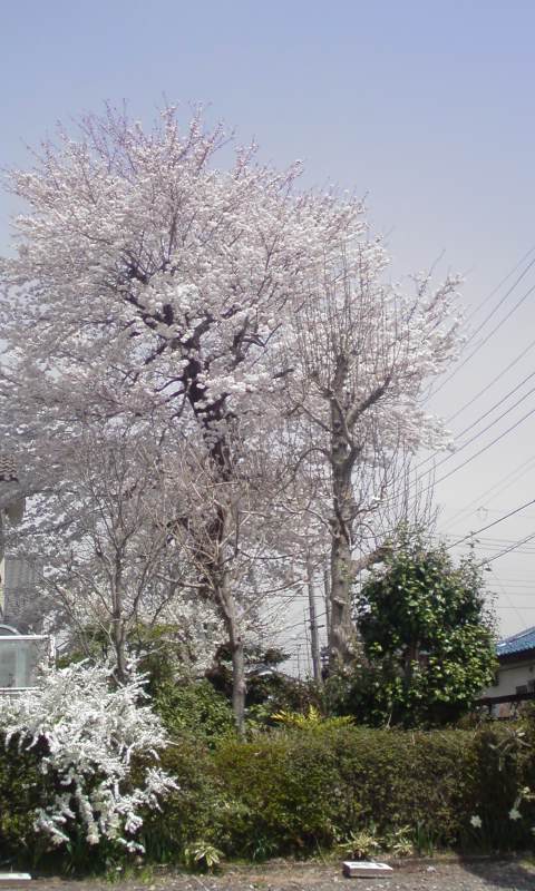 ���V���F�̐��E