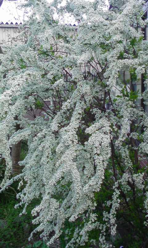 ���V���F�̐��E