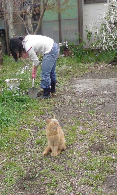 ���V���F�̐��E