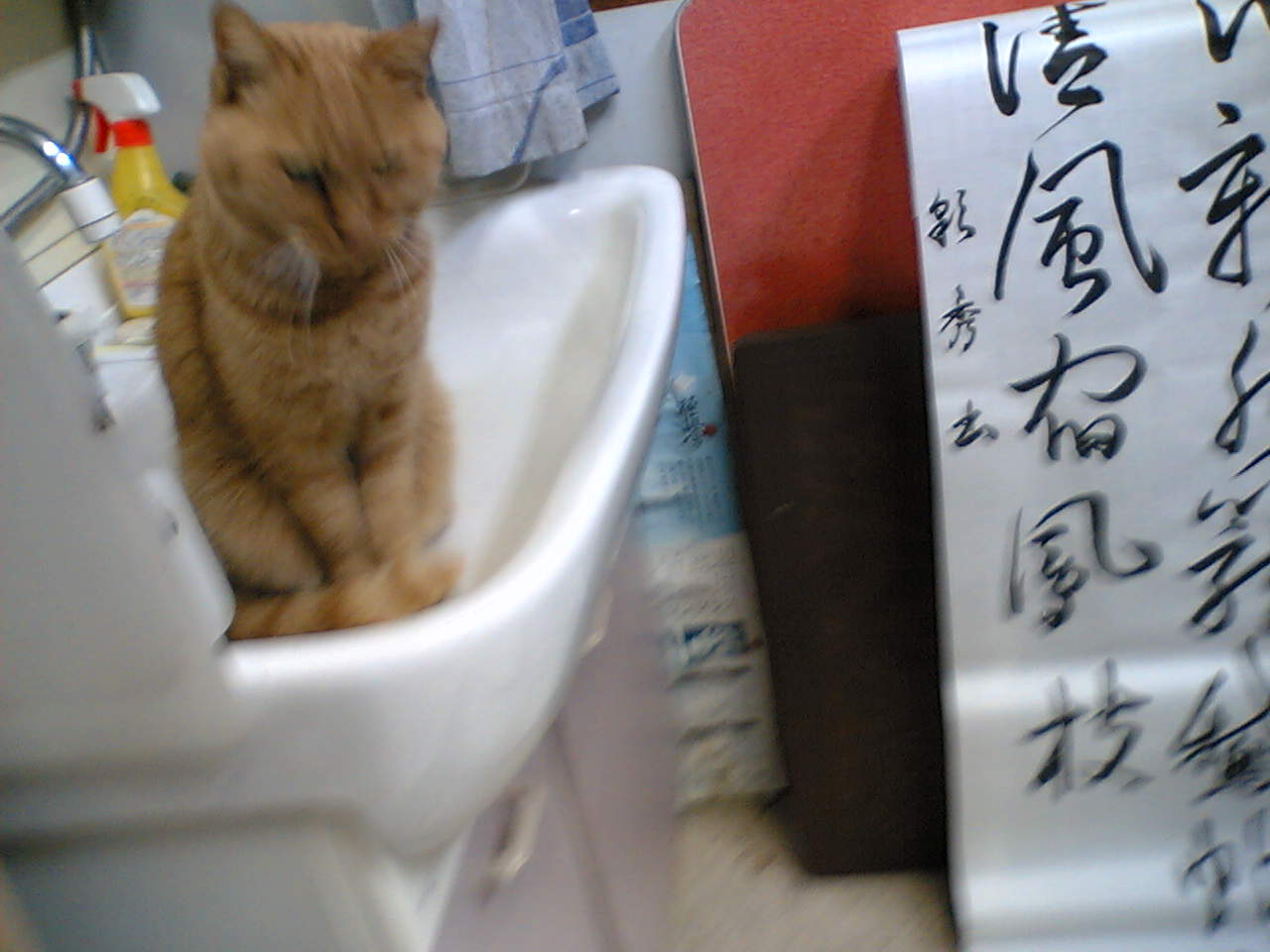 ���V���F�̐��E