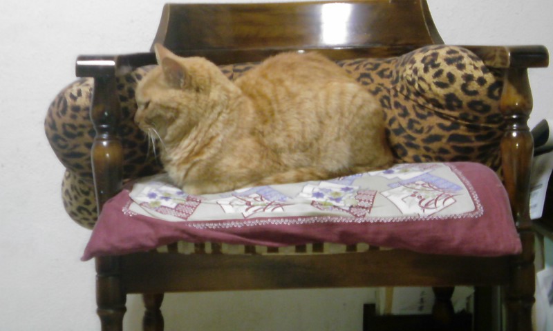 ���V���F�̐��E