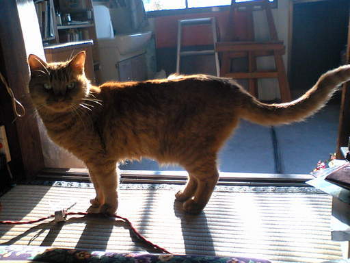 ���V���F�̐��E