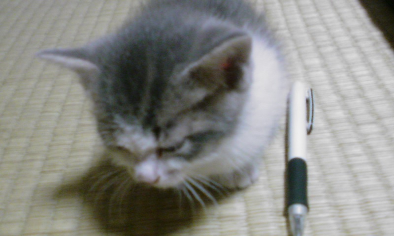 ���V���F�̐��E