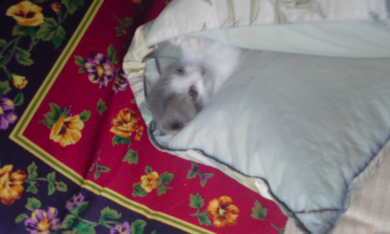 ���V���F�̐��E