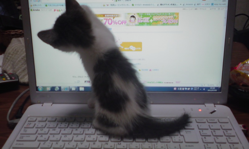 ���V���F�̐��E