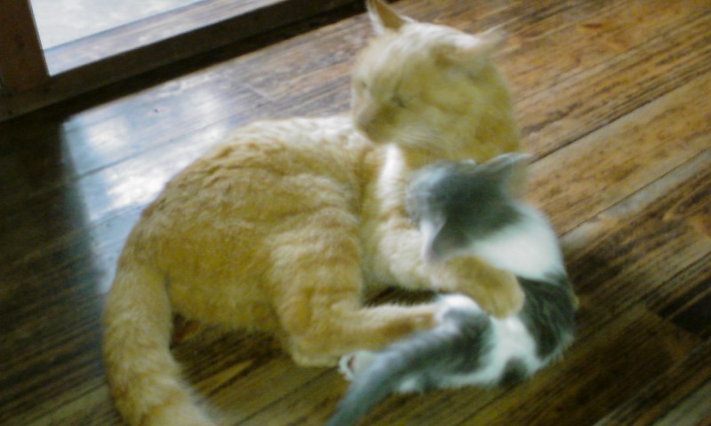 ���V���F�̐��E