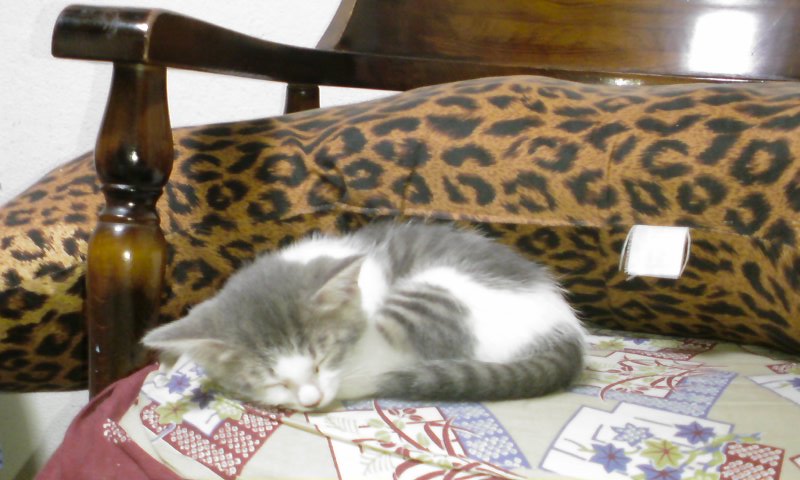 ���V���F�̐��E