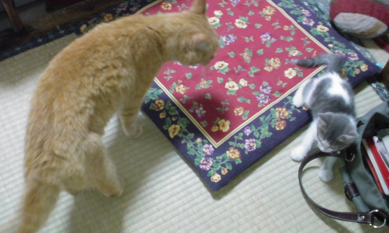 ���V���F�̐��E