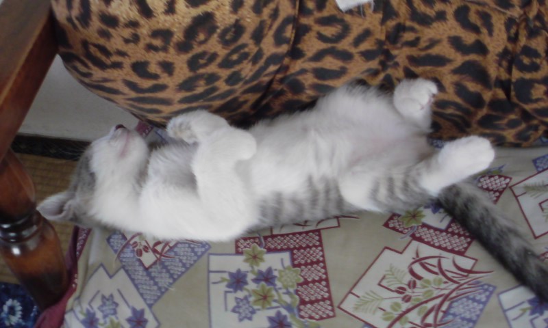 ���V���F�̐��E