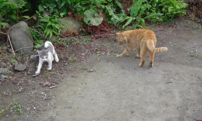 ���V���F�̐��E