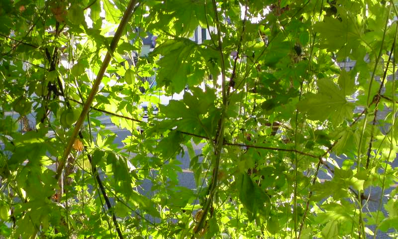 ���V���F�̐��E