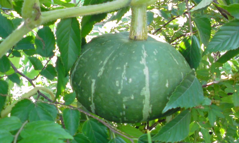 ���V���F�̐��E