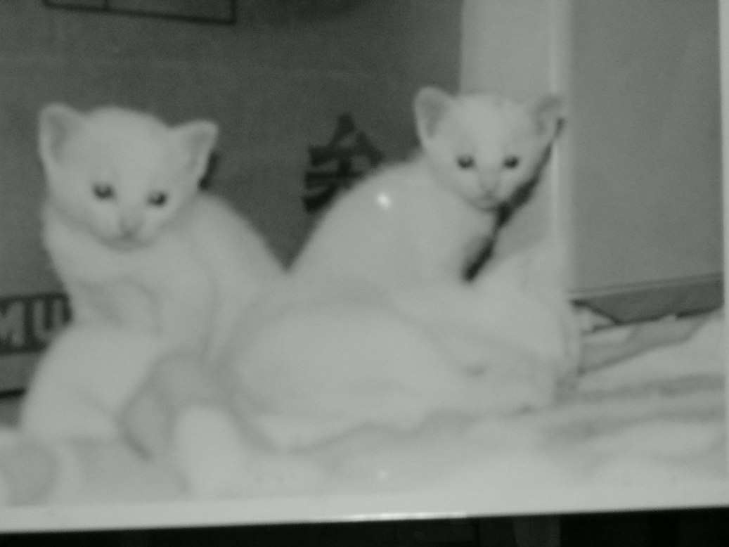 ���V���F�̐��E