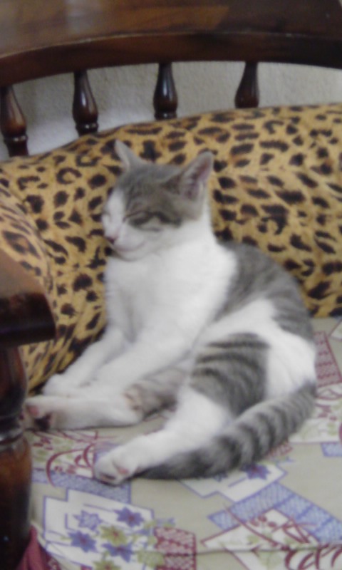 ���V���F�̐��E