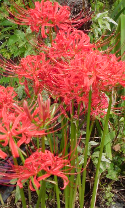 ���V���F�̐��E