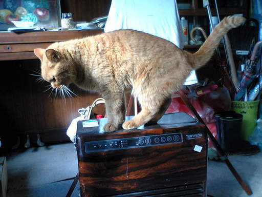 ���V���F�̐��E