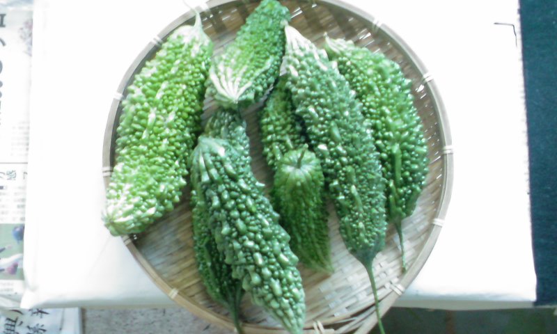 ���V���F�̐��E