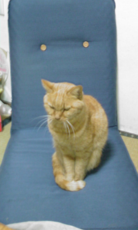 ���V���F�̐��E