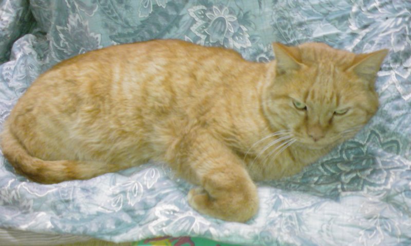 ���V���F�̐��E