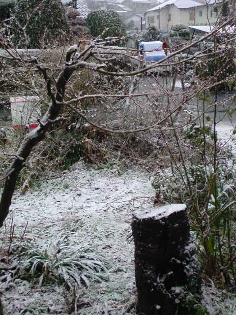 ���V���F�̐��E