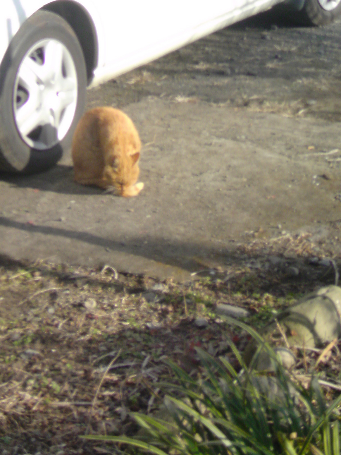 ���V���F�̐��E