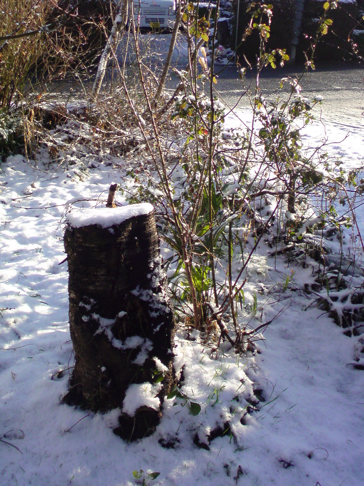 ���V���F�̐��E