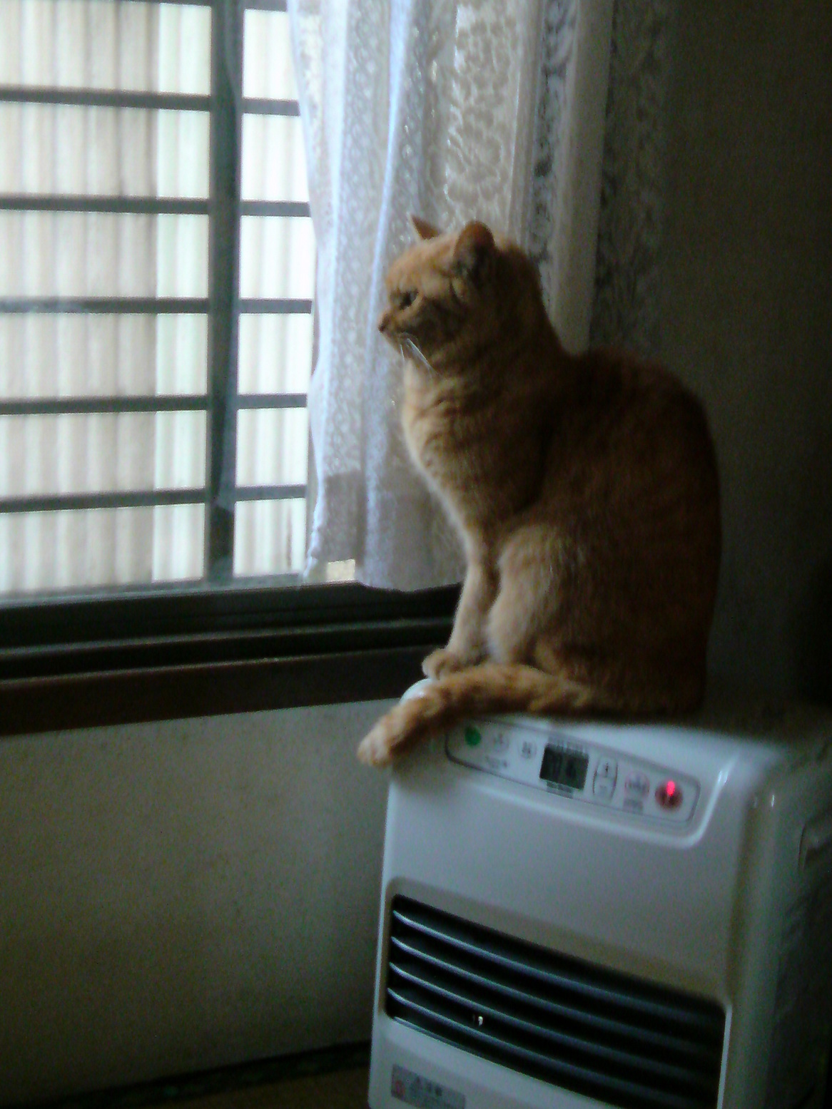 ���V���F�̐��E