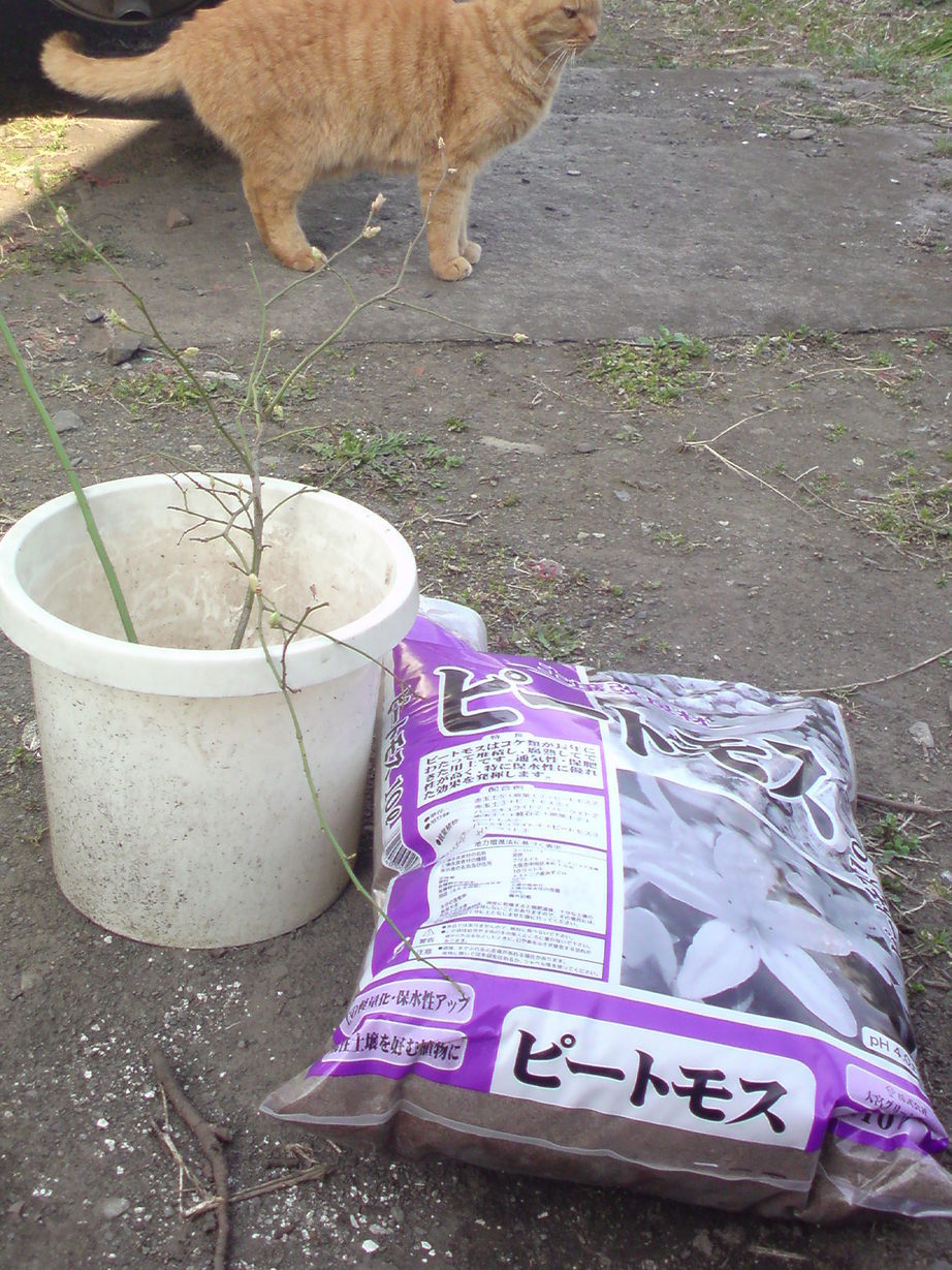 ���V���F�̐��E