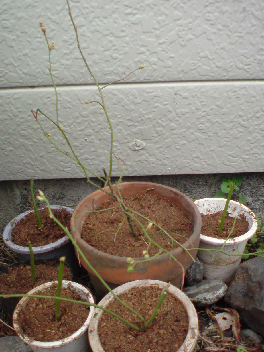 ���V���F�̐��E