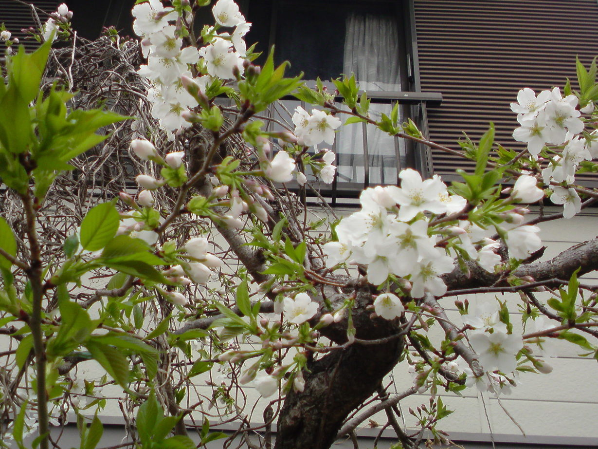 ���V���F�̐��E