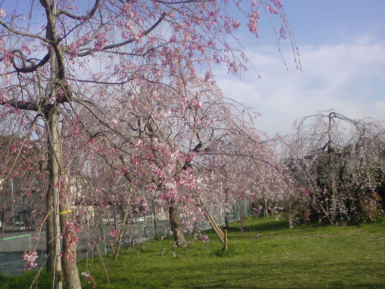 ���V���F�̐��E